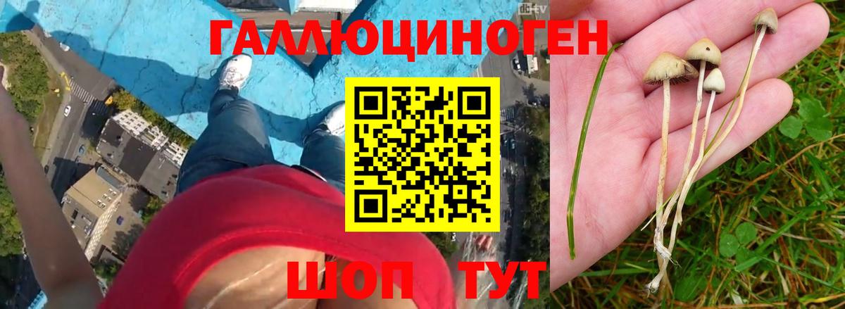Аргун  купить закладку  Вход с VPN  Галлюциногенные грибы Cubensis 